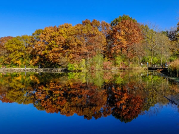 lake and trees